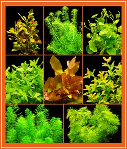 Anti-Algen-Set - 40 Schnellwachsende Pflanzen + Lotus
