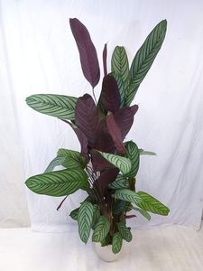 [Palmenlager] Ctenanthe oppenheimiana 150 cm - außergewöhnliche Zimmerpflanze // ähnl. Calathea