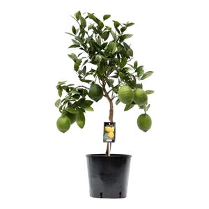 Trendyplants - Citrus Lemon - Zitronenbaum - Gartenpflanze - Höhe 70-90 cm - Topfgröße Ø22cm