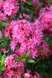 Sommergrüne Azalee 'Homebush' Rhododendron lut.'Homebush' C 5 40-  50