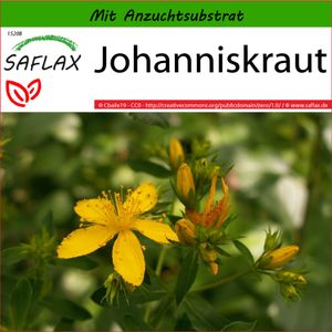 SAFLAX - Heilpflanzen - Johanniskraut - 300 Samen - Mit keimfreiem Anzuchtsubstrat - Hypericum perforatum