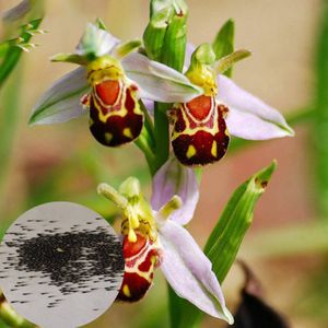 100 Teile/beutel Biene Orchidee Samen Seltene Lebendige Lächeln Gesicht Duftende Schöne Blumensamen für Zuhause
