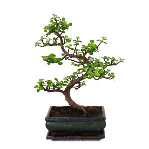 Bonsai - Portulacaria afra - Jadeitowe drzewko - Slon afrykanski - ok. 7-8 lat