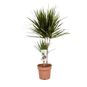 Plant in a Box - Dracaena Marginata - Drachenbaum - Zimmerpflanzen - Topf 17cm - Höhe 70-80cm