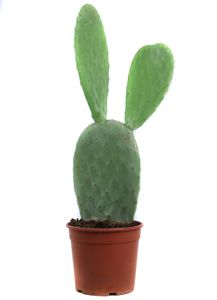 Kaktus – Feigenkaktus (Opuntia ficus indica) – Höhe: 50 cm – von Botanicly