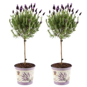 Set von 2 Französischen Lavendel Pflanze auf Stamm im Dekotopf 'Deluxe' - Pflanze im 15 cm Topf ↨ 50 cm - Lavendel pflanze winterhart - Pflanzen