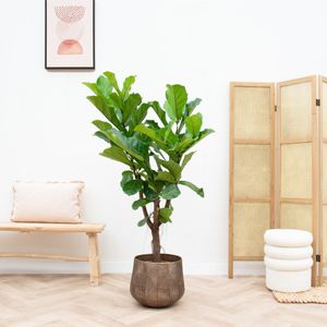 Ficus Lyrata verzweigt - 160cm