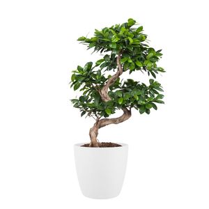 Bonsai von Botanicly – Bonsai in weißem Übertopf als Set – Höhe: 70 cm – Ficus Gin Seng