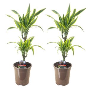 Plant in a Box - Dracaena Deremensis 'Zitronenlimette' - Drachenbaum - 2er-Set - Topf 17cm - Höhe 60-70cm
