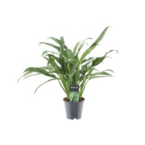 Grünpflanze – Kolbenfaden (Aglaonema Cutlass) – Höhe: 40 cm – von Botanicly