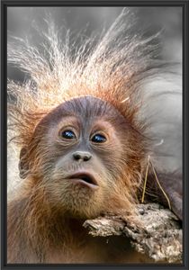 Lustiger Baby Orang-Utan mit Rinde B&W Detail im Schattenfugen Bilderrahmen / Format: 100x70 im Schattenfugen-Bilderrahmen / Kunstdruck auf hochwertigem Galeriekarton / hochwertige Leinwandbild Alternative