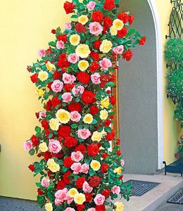 BALDUR-Garten Kletterrosen rot, rosa und gelb, 3 Pflanzen, Kletterpflanzen Rose winterhart,, für Standort in der Sonne geeignet, blühend, Rosa Hybride