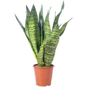 Bogenhanf - pflegeleichte Zimmerpflanze, Sansevieria zeylanica - Höhe ca. 65 cm, Topf-Ø 17 cm