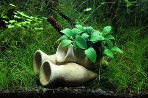 Garnelen Amphore mit Anubias Bonsai Wasserpflanze Dennerle