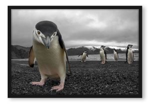 Lustige Pinguine Poster im Bilderrahmen / Format: 100x70cm / Kunstdruck gerahmt