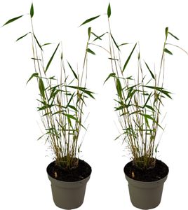 Bambus - 2 ks. - Fargesia papyrifera 'Blue Dragon' - Výška 30-40cm - ⌀13cm