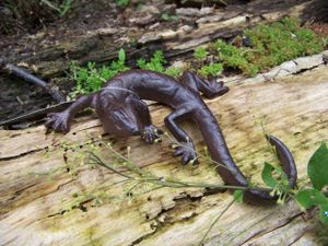 Esschert Design Jaszczurka z rdzawym wykończeniem 18,3 cm - Żeliwo