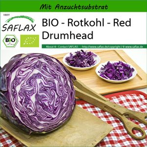 SAFLAX -- Rotkohl - Red Drumhead - 250 Samen - Mit keimfreiem Anzuchtsubstrat - Brassica oleracea