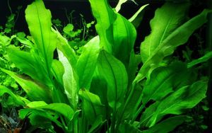 Aquarium Pflanze Echinodorus bleheri Topf Nr.371 AquaOne Aquascape Wasserpflanze