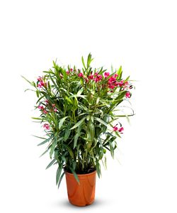 Slnečný strom - Rastlina - Oleander- Nerium Oleander - Výška 80-100 cm - Farba červená - Vonkajšia rastlina