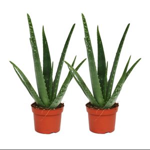 sada 2 kusov - Aloe vera - približne 2 roky staré - 10,5cm kvetinác