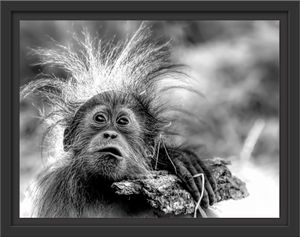 Lustiger Baby Orang-Utan mit Rinde, Monochrome im Schattenfugen Bilderrahmen / Format: 38x30 im Schattenfugen-Bilderrahmen / Kunstdruck auf hochwertigem Galeriekarton / hochwertige Leinwandbild Alternative
