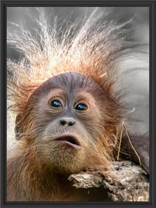 Lustiger Baby Orang-Utan mit Rinde B&W Detail im Schattenfugen Bilderrahmen / Format: 80x60 im Schattenfugen-Bilderrahmen / Kunstdruck auf hochwertigem Galeriekarton / hochwertige Leinwandbild Alternative
