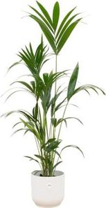 Kentia Palme + Topf Vibes Fold Weiß - ↨160cm - Ø30cm