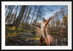 Lustiges Eichhörnchen steht im WaldBilderrahmen mit Galerie-Passepartout / Format: 100x70cm / gerahmt / hochwertige Leinwandbild Alternative
