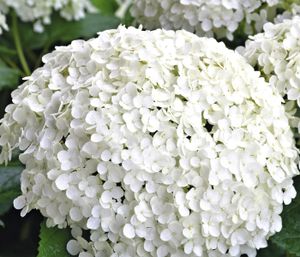 Dehner Schneeball-Hortensie Annabelle®, große weiße Blütenbälle, ca. 40-60 cm, 3 l Topf, Zierstrauch