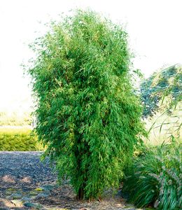 BALDUR-Garten Säulenförmiger Bambus "Obelisk", 1 Pflanze, winterhart, mehrjährig, immergrün, pflegeleicht, Fargesia Obelisk, Bambussorte, Zierstrauch-Rarität