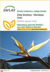 SAFLAX - Żółta Strelitzia - Mandelas Gold - 4 Nasiona - Strelitzia reginae Yellow
