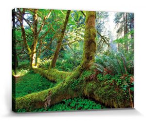 Wälder Poster Leinwandbild Auf Keilrahmen - Riesen-Wurzeln Im Regenwald (60 x 80 cm)