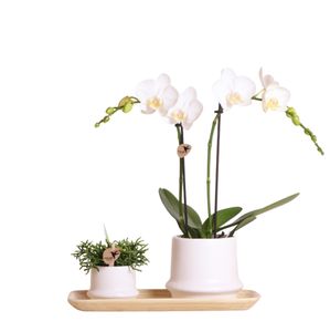 Kolibri Company - Pflanzenset Ring weiß | Set mit weißer Phalaenopsis Orchidee Amabilis Ø9cm und Grünpflanze Rhipsalis Ø6cm und Bambusteller oval | inkl. weißen Keramik-Ziertöpfen