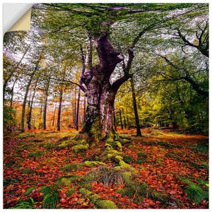 ARTland Wandbild, selbstklebend Baum im Wald Größe: 40x40 cm