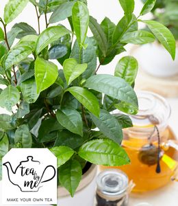 BALDUR-Garten Winterharte Teepflanze "Tea by me®", 1 Pflanze, Camellia sinensis Zimmerpflanze, Grünpflanze, winterhart bis ca.  10°C, Abdeckung empfohlen, blühend