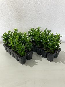 10 Euonymus jap. Green Spire = 1x10er Tray Pflanzware  7-14 cm veränderlich  x