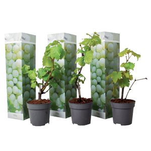 Vitis vinifera Chardonnay - 3er Set - Weinrebe - Topf 9cm - Höhe 25-40cm