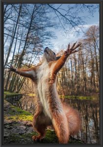 Lustiges Eichhörnchen steht im Wald im Schattenfugen Bilderrahmen / Format: 100x70 im Schattenfugen-Bilderrahmen / Kunstdruck auf hochwertigem Galeriekarton / hochwertige Leinwandbild Alternative