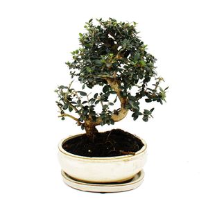 Bonsai - Drzewko oliwne - Oliwka - Olea europaea sylvestris - ok. 25-30 cm wysokosci