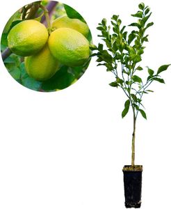Citrus auratifolia - 'limon' Limettenpflanze - Limettenbaum - 2-Liter-Topf - 70 cm