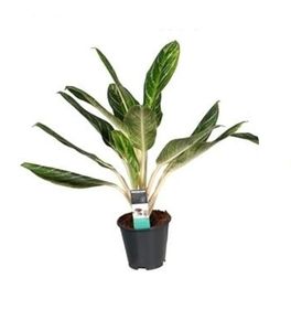 Grünpflanze – Kolbenfaden (Aglaonema Keylime) – Höhe: 60 cm – von Botanicly