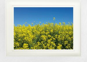 Blumen Gerahmtes Bild Mit Edlem Passepartout | Wand-Bilder | Im Bilderrahmen - Goldenes Rapsfeld Vor Tiefblauem Himmel (30 x 40 cm)