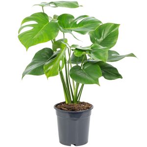 Fensterblatt - pflegeleichte Zimmerpflanze, Monstera Deliciosa - Höhe ca. 75 cm, Topf-Ø 19 cm