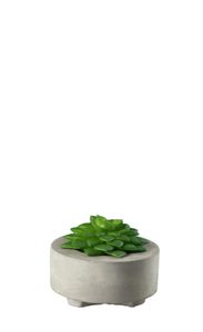 ASA Sukulent II, zelený DECO D. 8,5 cm, v sivom betónovom kvetináči 66241444  Špeciálna ponuková sada obsahuje 2 x uvedený predmet a darček + darček
