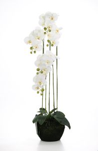 Gilde Deko Orchidee 53 Moosball weiss (BxHxL) 110 cm alte F&S Art-Nr.188212
