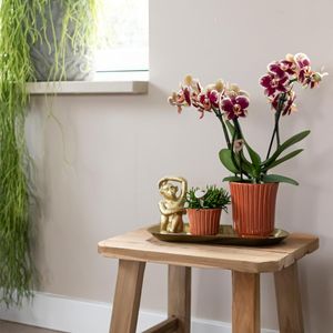 Kolibri Home | Retro Terrakotta Blumentopf - terrakottafarbener Keramik Deko-Topf - Ø6cm