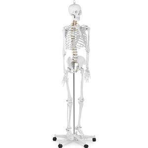 Model kostry človeka v životnej veľkosti - 176 cm