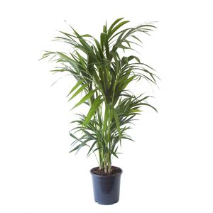 Kentiapalme – Kentia Palm (Kentia Palm) mit Übertopf – Höhe: 125 cm – von Botanicly