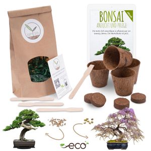 Bonsai Starter Kit Anzuchtset inkl. GRATIS eBook - Pflanzset aus Kokostöpfen, Samen & Erde  (Afrikanischer Blauregen + Australische Kiefer)